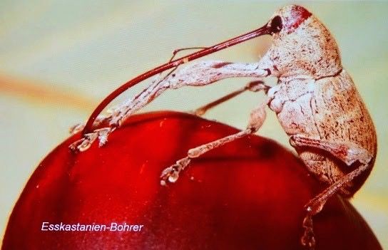 esskastanienbohrer