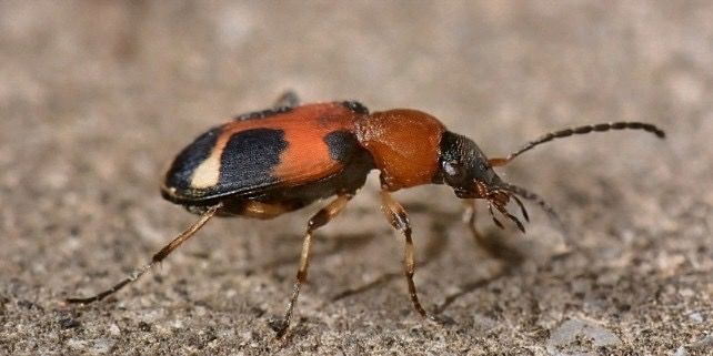 mondfleck laufkaefer