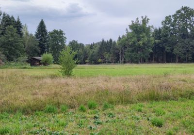 Aufwertungsprojekt Lichtung Mooswald