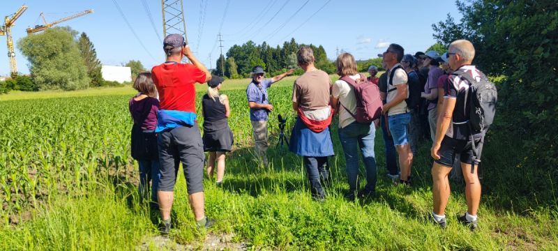offene felder sind ideale jagdgebiete fuer milane bussarde und weitere greifvoegel