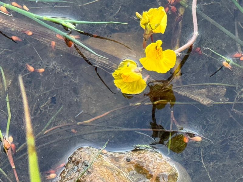 eschenbachnatur