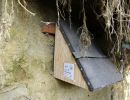 foerderung wasseramsel hiltigbach foerderung wasseramsel hiltigbach