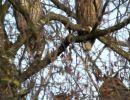 waldohreulenschlafplatz birke roessli waldohreulenschlafplatz birke roessli