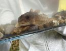 eschenbachnatur hiltig