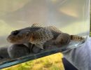 eschenbachnatur hiltig