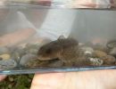 eschenbachnatur hiltig