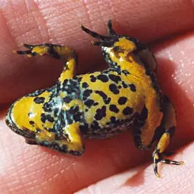 Junge Gelbbauchunken