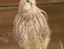 turmfalke turmfalke