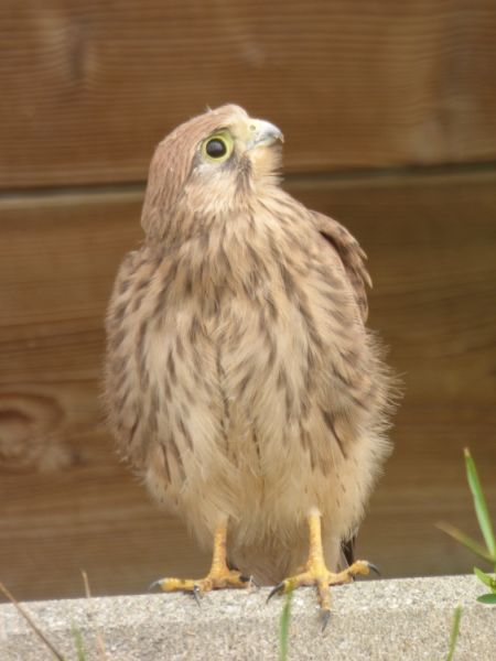turmfalke
