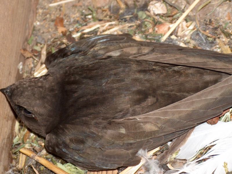 mauersegler nest