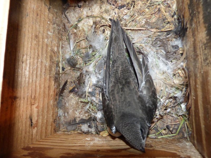 mauersegler nest