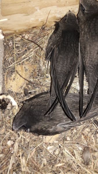mauersegler nest